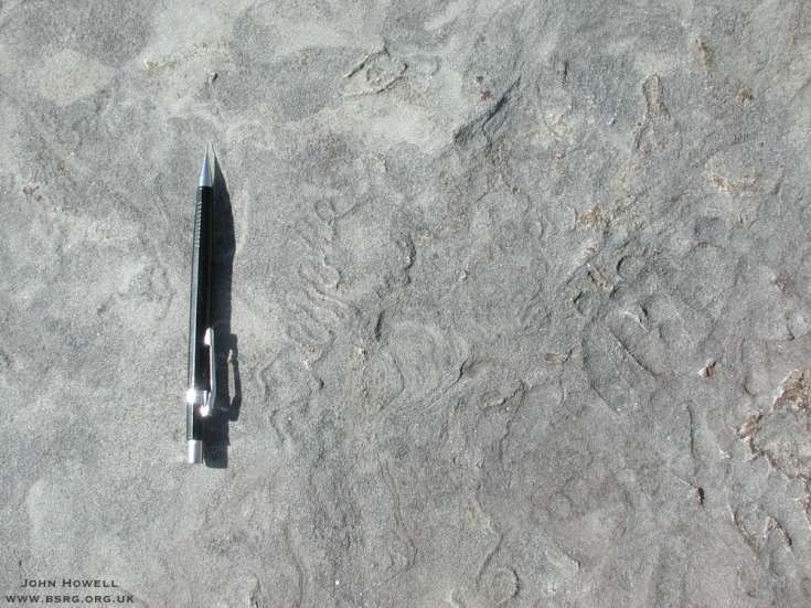 Horizontal Helminthoida Crassa trace fossils in lower shoreface deposits. Carboniferous of North East England.
