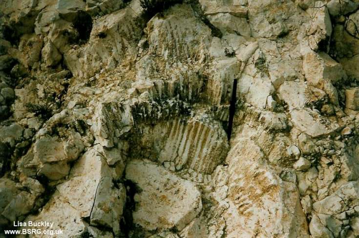 Insitu fossilised coral, Cyprus.