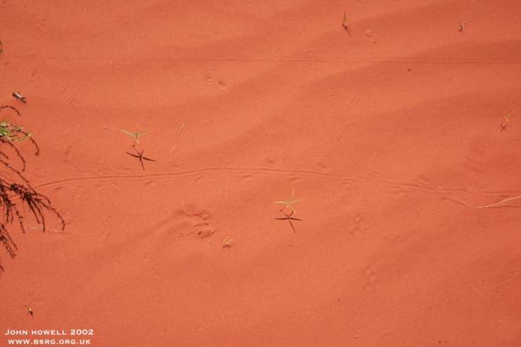 Modern traces. Lizard track in wind rippled sand. Canyonlands Utah.