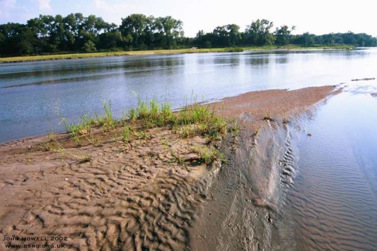 Evidence for upstream accretion of a braid bar. The sediment, upstream (to the right) of the grass was deposited most recently. Note also current ripples. Platte River Nebraska.
