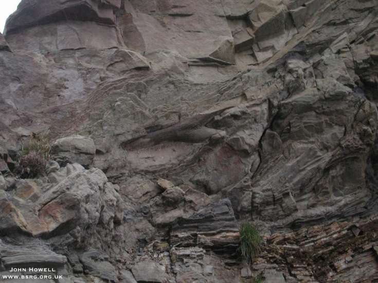 Large fossil tree in fluvial sandstones. Carboniferous of Berwick on Tweed.