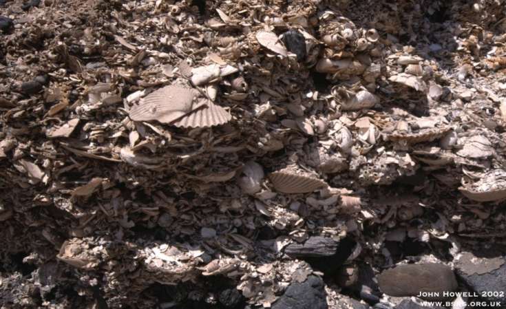 Exceptionally preserved Quaternary beach shell bed from northern Chile.