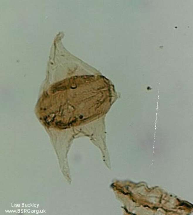 Cerodinium wardenense, Paleogene dinoflagellate, Beryl Field, North Sea.