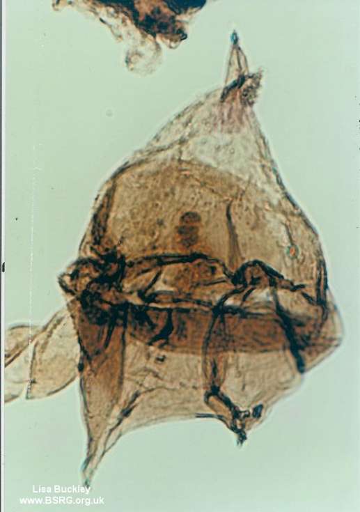 Cerodinium wardenense, paleogene dinoflagellate, Beryl Field, North Sea.