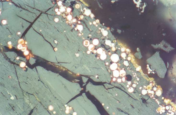 The large cracks in the coal are a typical example of the effect of weathering. The very bright, circular grains are pyrite crystals.