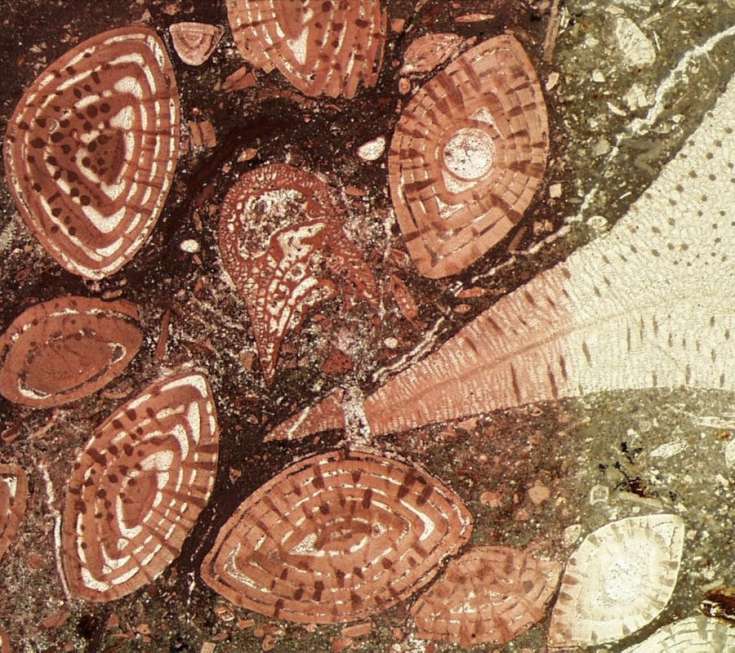 Partially stained thin section of the Middle Eocene Seeb Formation (Oman), showing megalospheric (A-form) Nummulites (associated with discocyclinids and encrusting foraminifera).